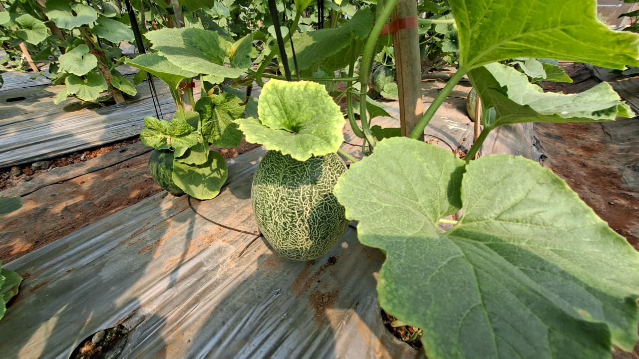 Melon Harvest