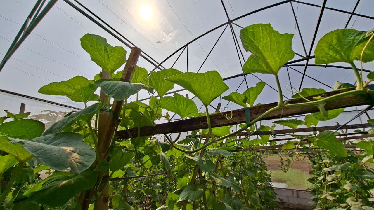 From Seed to Harvest
