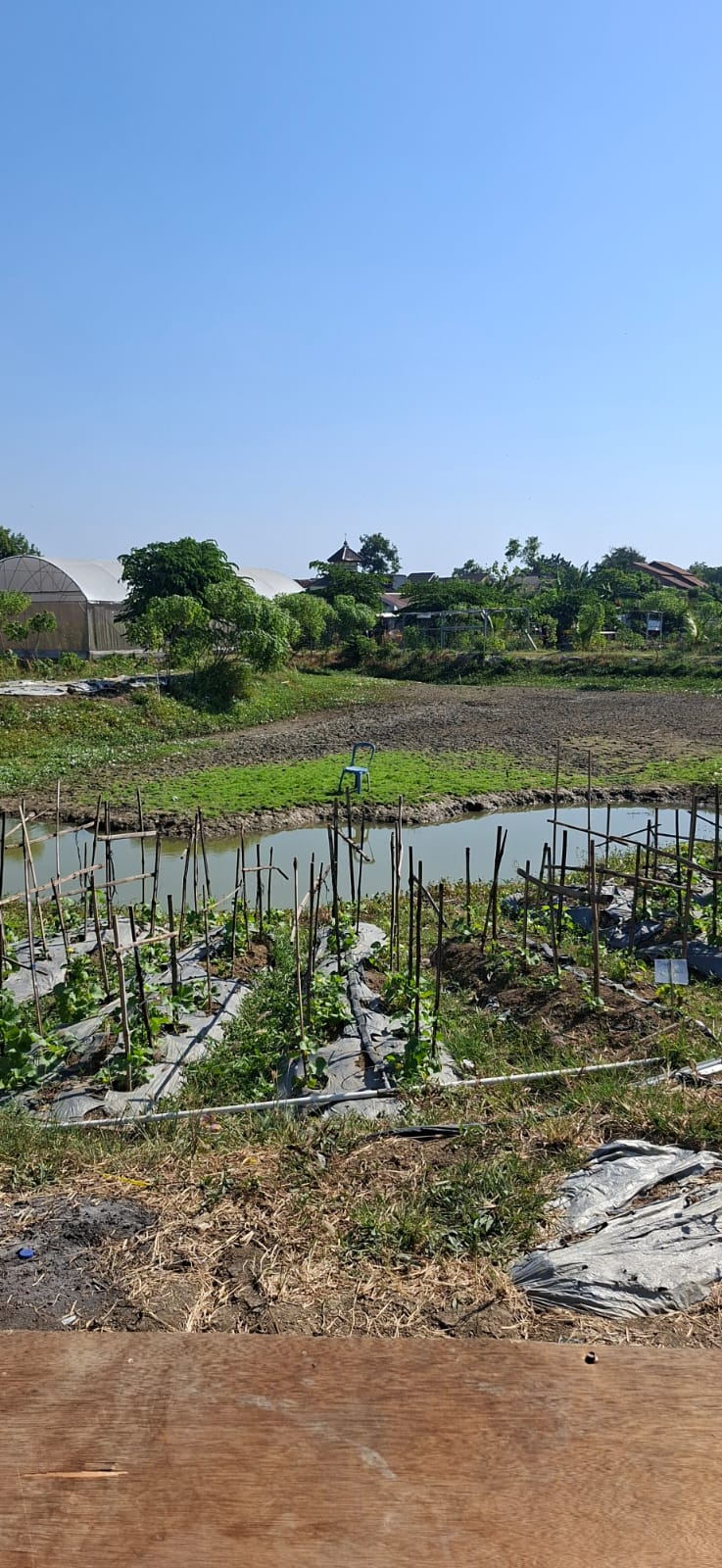 Kegiatan pertanian di ALE